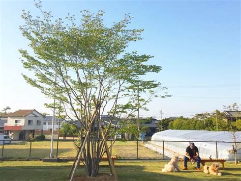 植栽 種類|庭木におすすめの樹木42種類！おしゃれで人気な常緑樹や落葉樹。